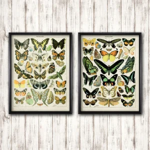 Poster Papillon Vintage